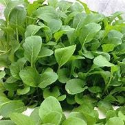 hạt giống Cải ngọt bông ăn non-20g-Baby Choy Sum seeds