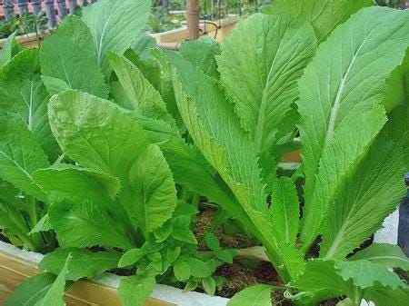 Hạt giống Cải bẹ xanh mỡ- 20g- Green Mustard seeds