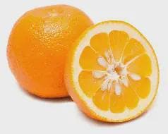 Sour Orange Tree -grafted- 2-3 Feet Tall- Citrus Plant