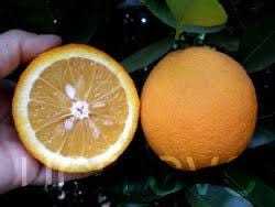 Grafted Pineapple Orange Tree - 2-3 ft Live Citrus Plant