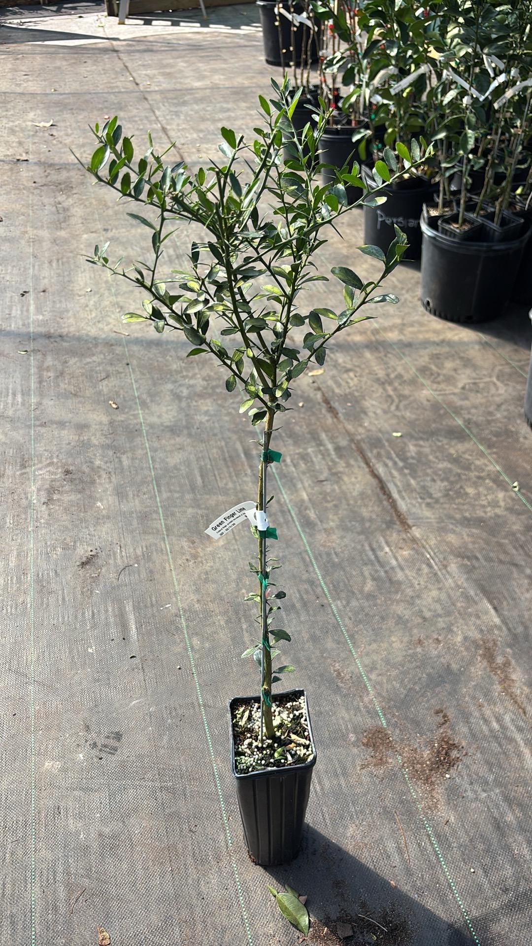 Green Finger Lime Tree- GRAFTED - 2 Feet Tall - Ready to Grow