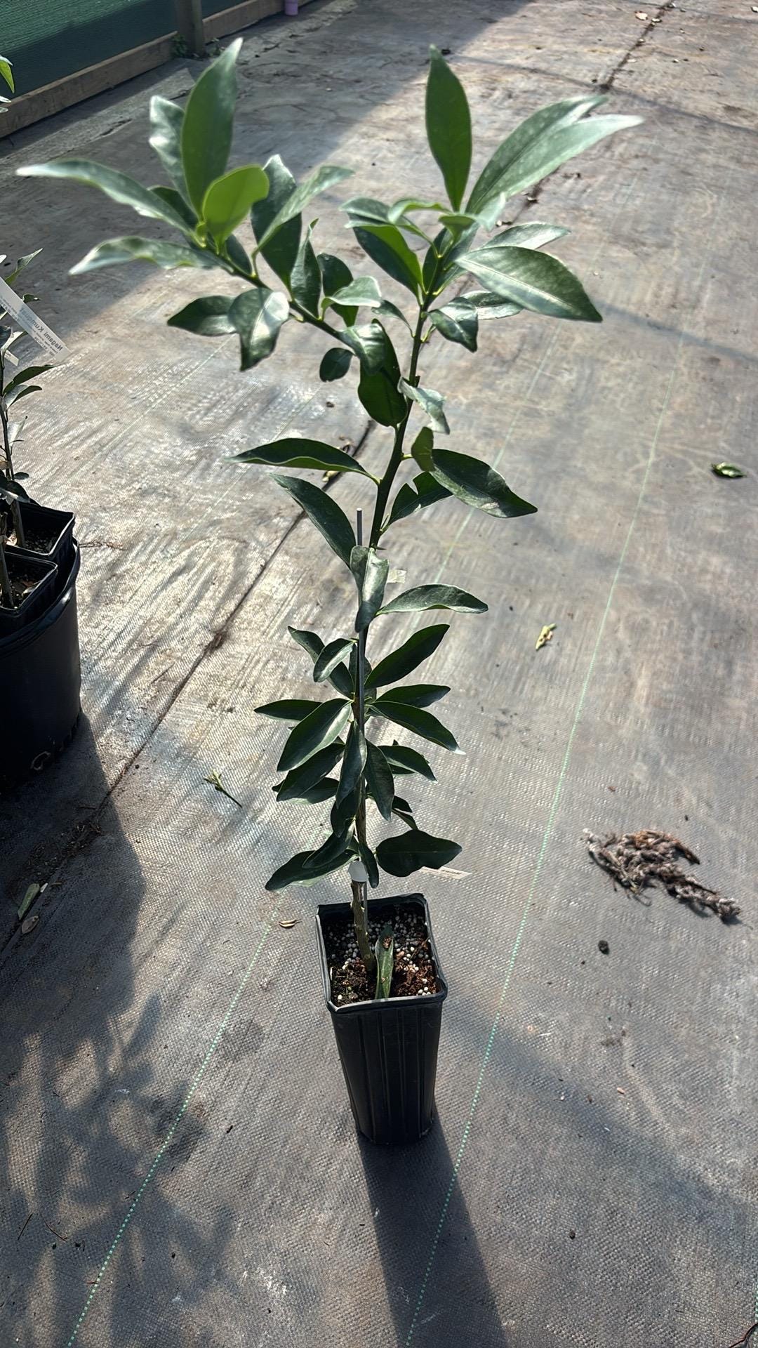 Sour Orange Tree -grafted- 2-3 Feet Tall- Citrus Plant