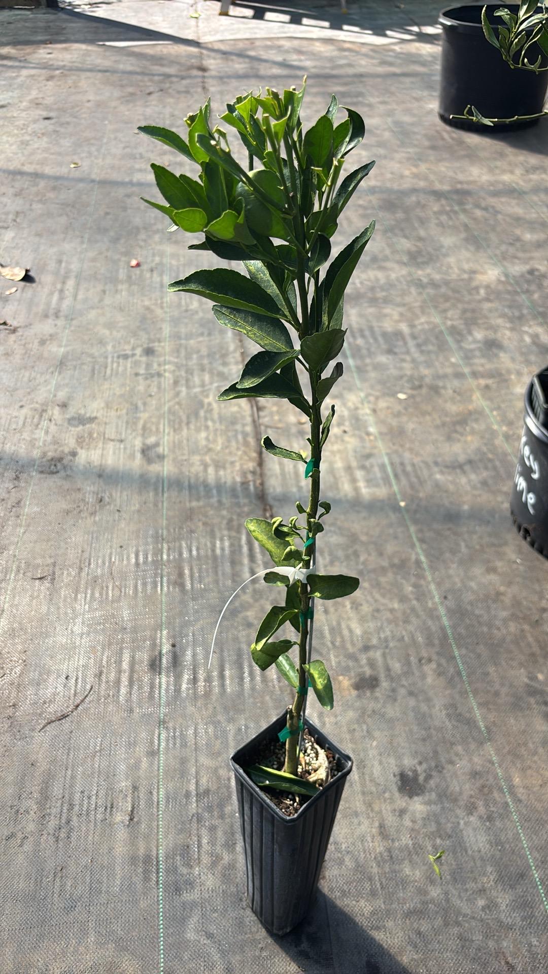 Shiranui Mandarin Tree- grafted- 2-3 ft-Easy-Care Citrus