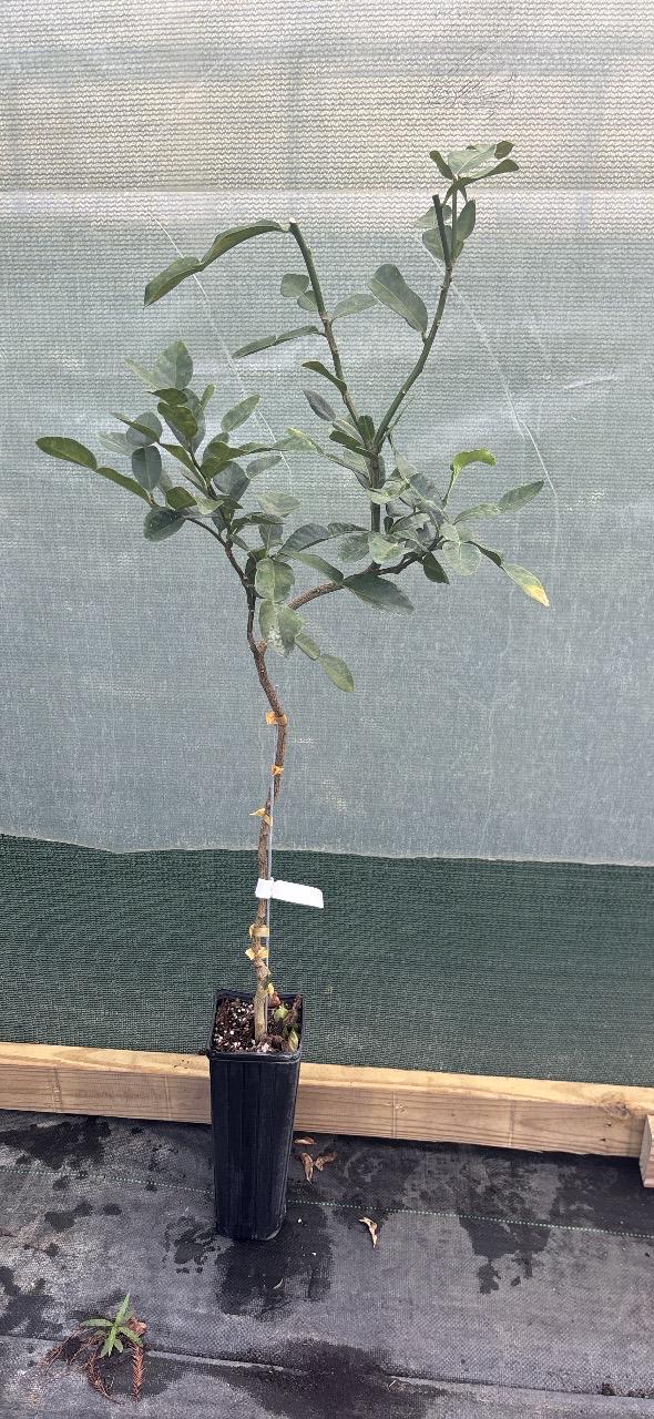 Ponkan Mandarin Tree- grafted-2-3 ft- Sweet Citrus