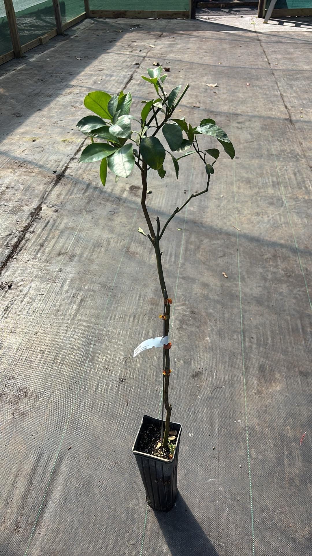 Satsuma Tangerine Tree - Grafted- 2-3 Feet- live citrus