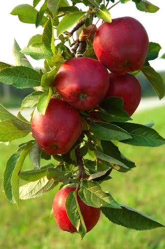 Apple Tree- Red Delicious- 2-3 feet tall
