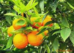 Sour Orange Tree -grafted- 2-3 Feet Tall- Citrus Plant