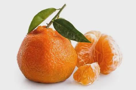 Satsuma Tangerine Tree - Grafted- 2-3 Feet- live citrus