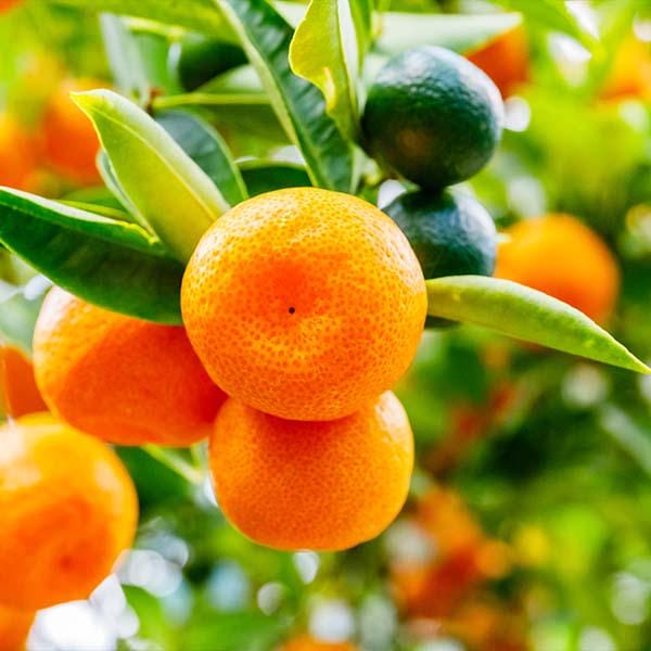 Satsuma Tangerine Tree - Grafted- 2-3 Feet- live citrus
