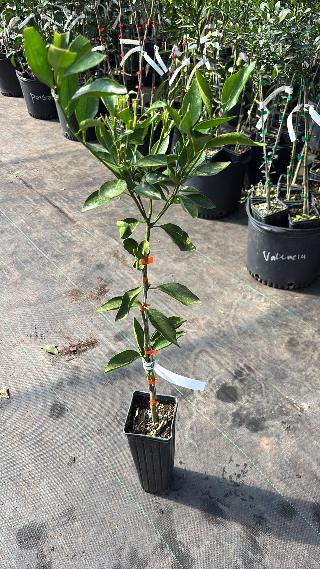Sunburst Tangerine Tree - Grafted- 2-3 Feet- live citrus