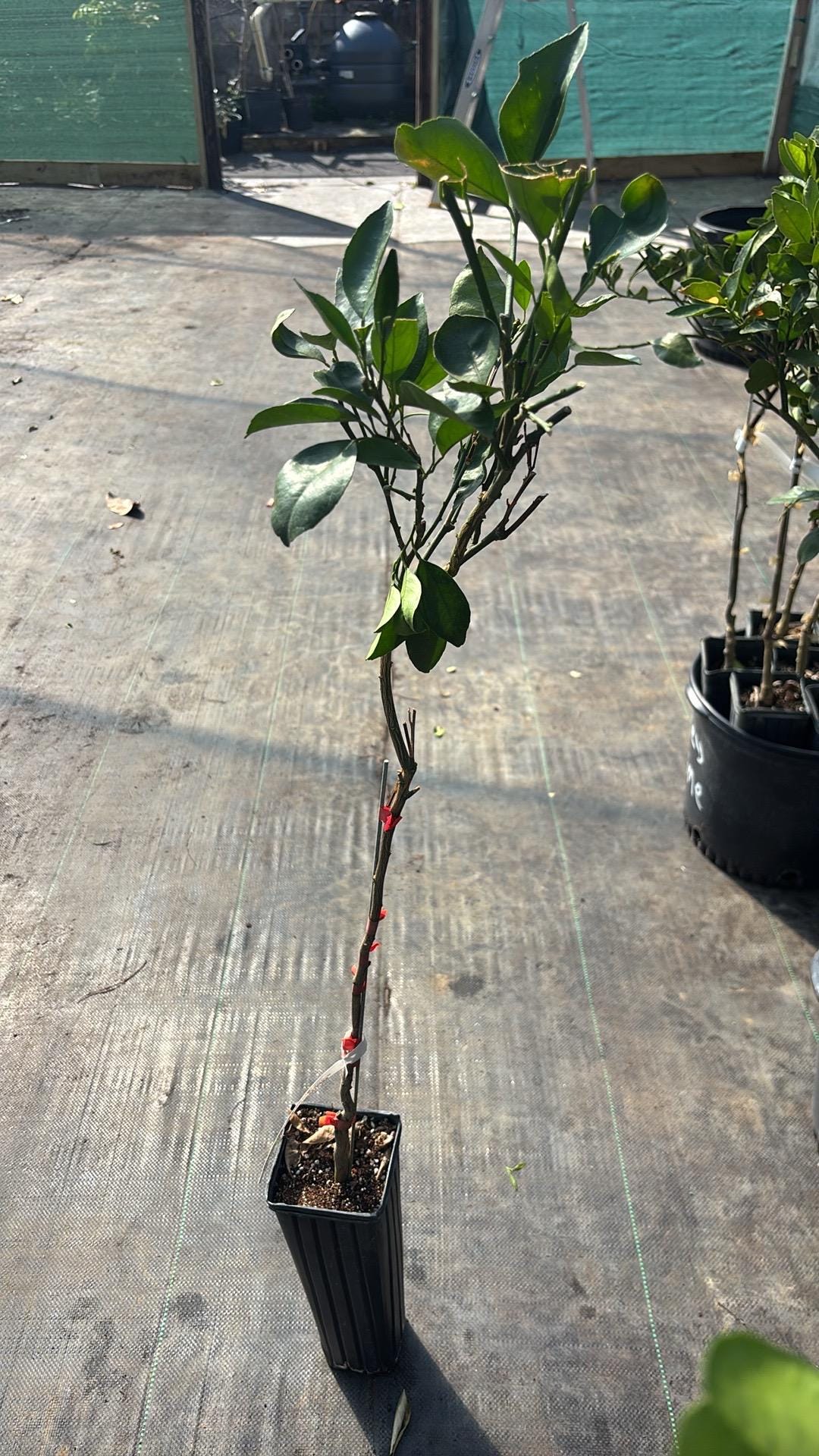 Red Grapefruit Tree - GRAFTED- - 2-3 Ft Tall