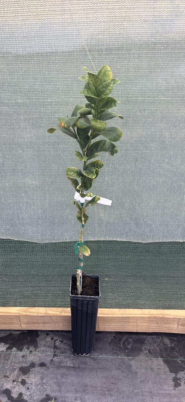 Budda Hand Tree -GRAFTED- 2-3 ft Tall  Live Plant