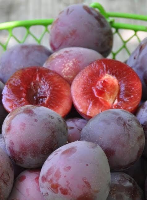Plum Tree (Methley) - 3 Gal, 3 Feet | Sweet Fruit, Easy to Grow, Perfect for Home Gardens