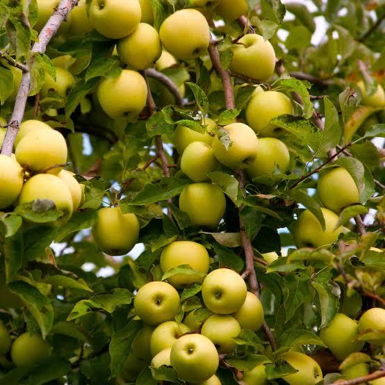 Apple Tree- Golden Delicious- 2-3 feet tall