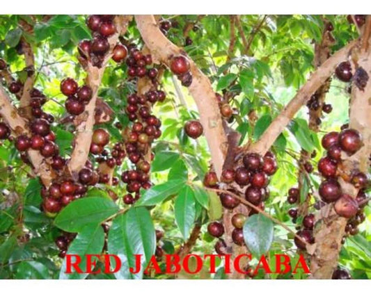 Red Hybrid-Jaboticaba Tree- Nho Than Go 12 vu