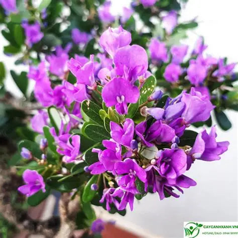 Vietnamese Bluebell Flowering Plant- Cay Linh Sam