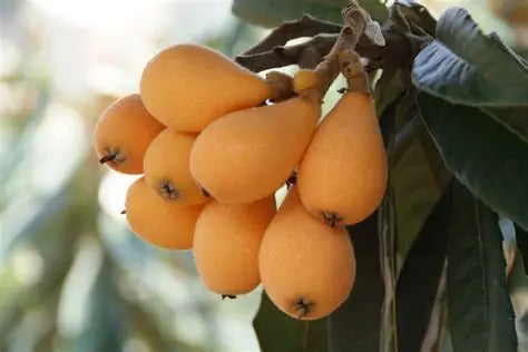 Loquat tree-  Cay Son Tra