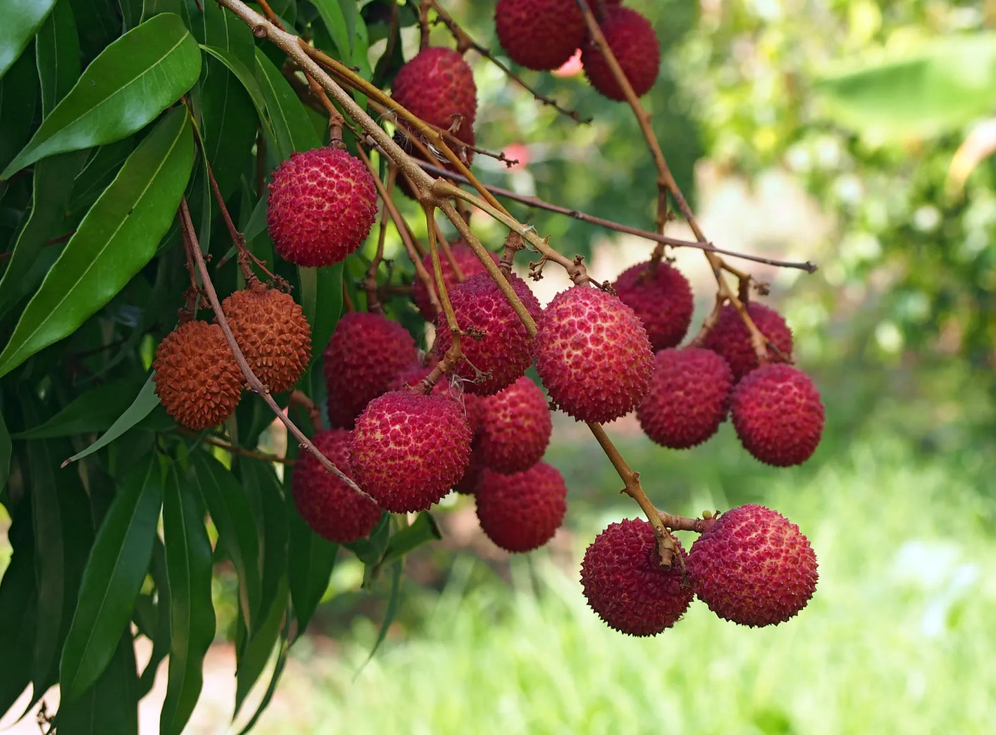 Lychee Tree -Sweetheart- Cay Vai