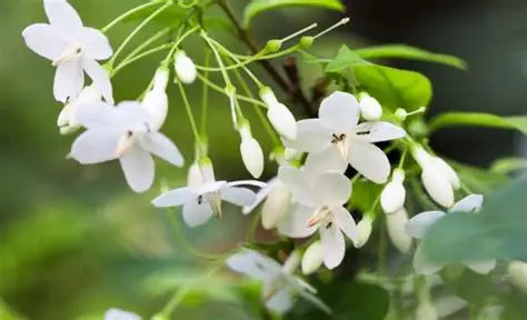 Mai Chiếu Thuỷ- Water jasmine tree- Vietnamese Hoa Mai