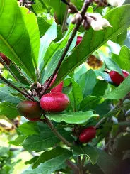Miracle Fruit Tree- Cay Than Ky