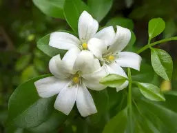 Orange Jasmine - Hoa Nguyet Que