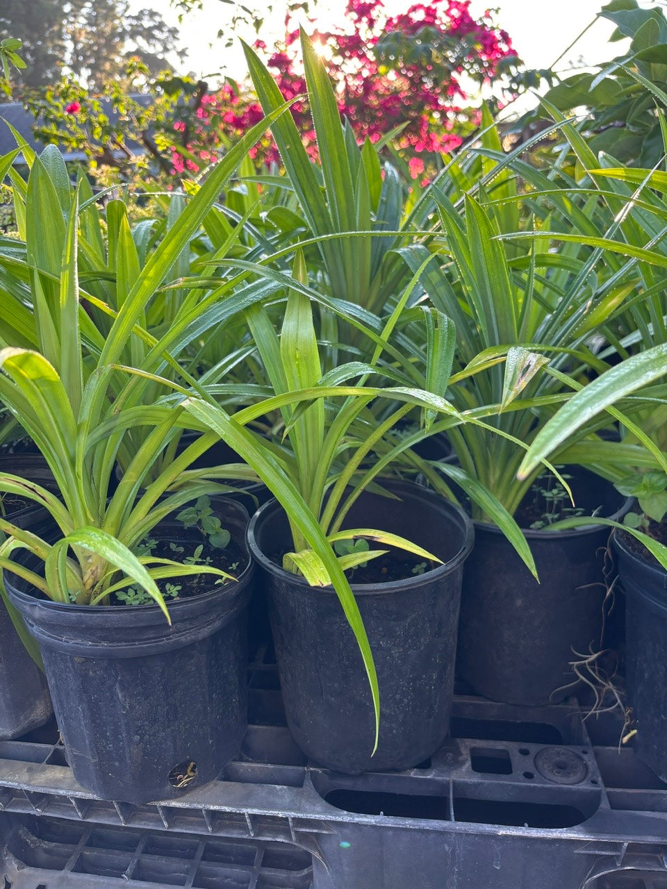 Pandan Plant- Cay La Dua