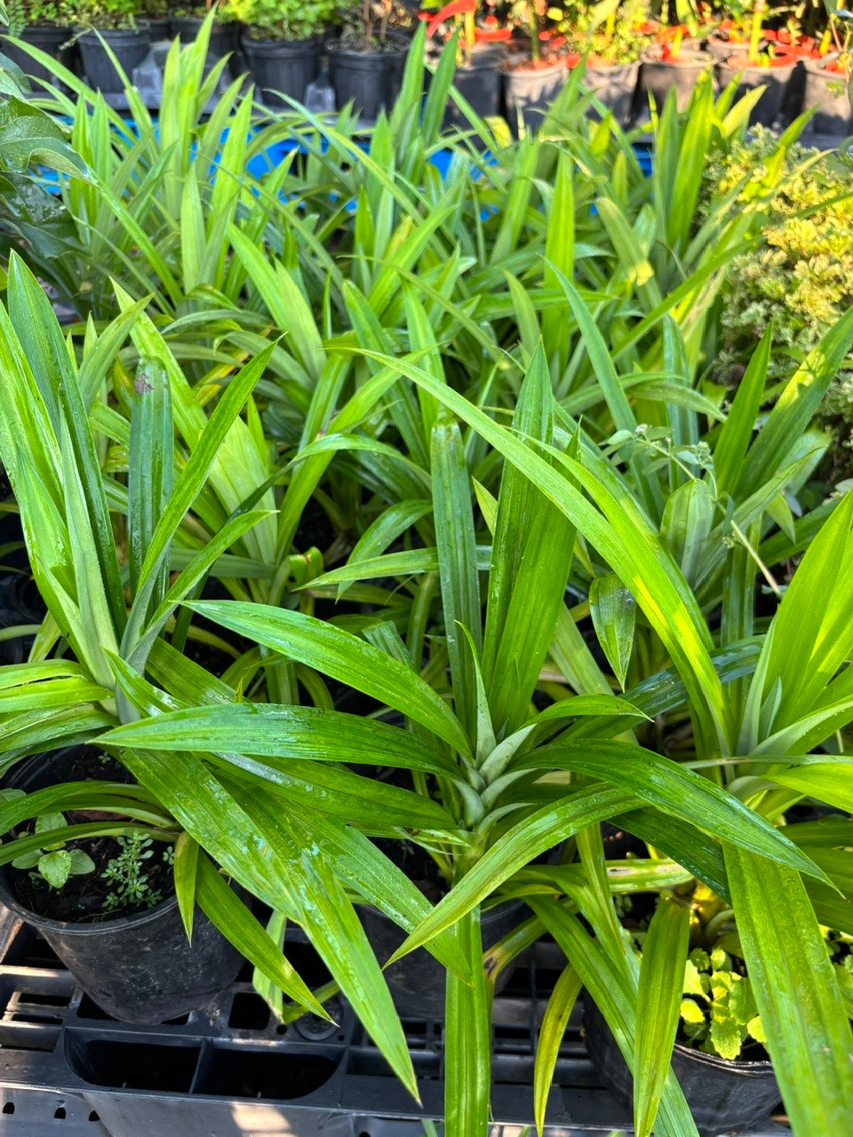 Pandan Plant- Cay La Dua