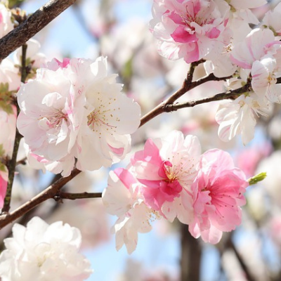 Peppermint Flowering Peach Tree- Dao 3 Mau