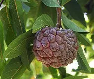 Red Sugar Apple- Mang Cau Do