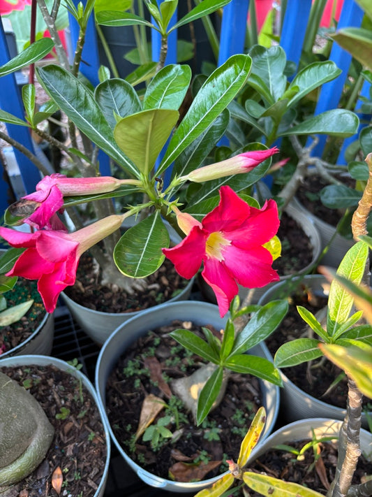 Bonsai Desert Rose- Hoa Su Bonsai