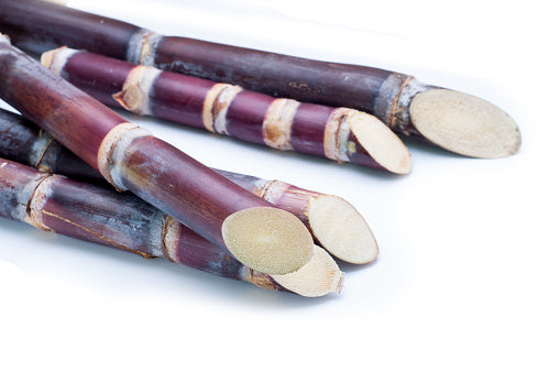 Sugarcane Tree -Bareroot Purple Sugarcane - Bui Mia