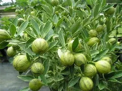 Centennial Variegated Kumquat Bush-Tac Cam Thach